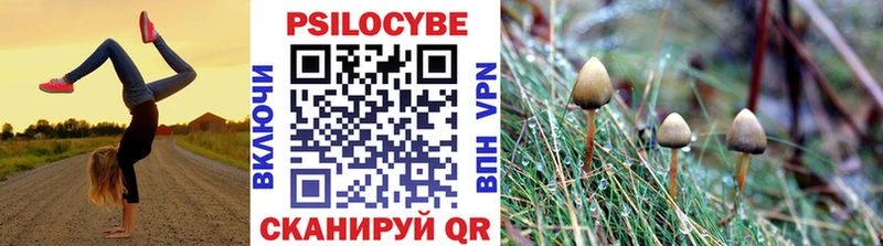 Галлюциногенные грибы Psilocybe  это состав  Каргат  купить  